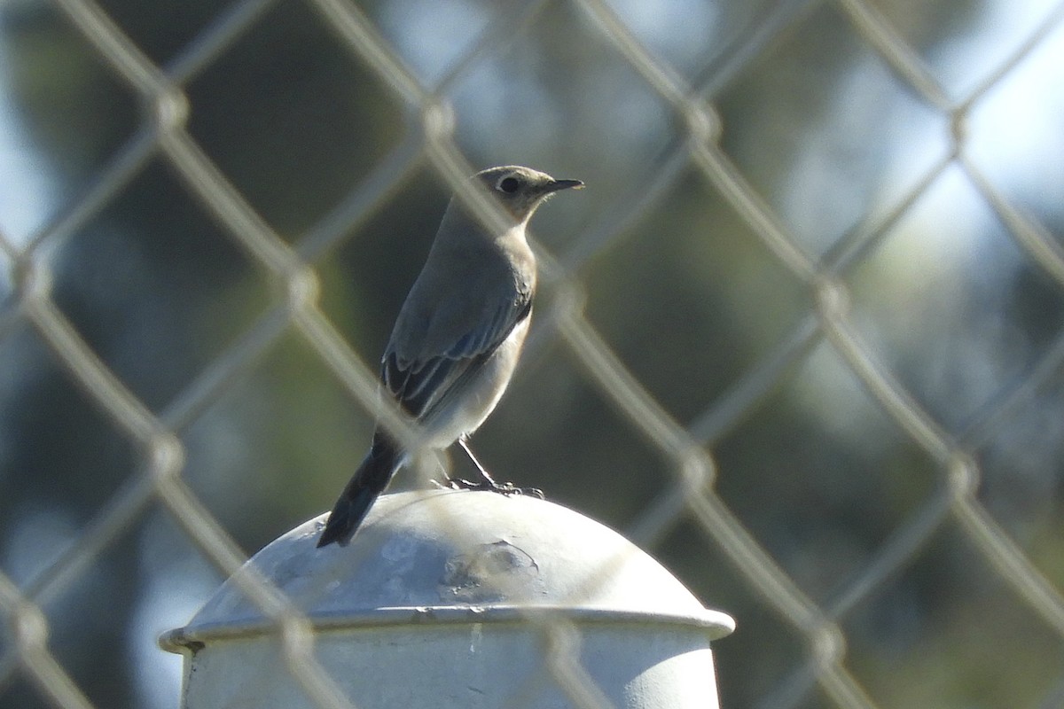 Mountain Bluebird - Loren Wright