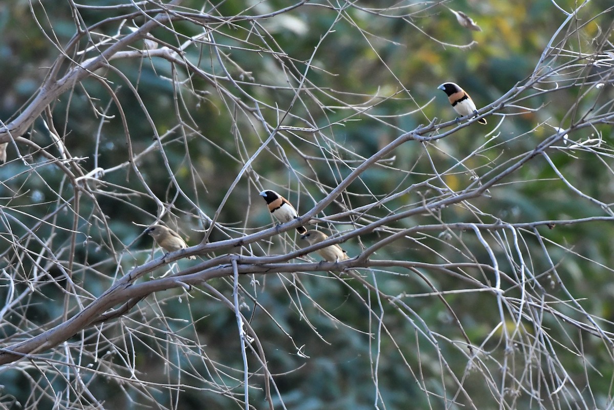 Chestnut-breasted Munia - ML280468371