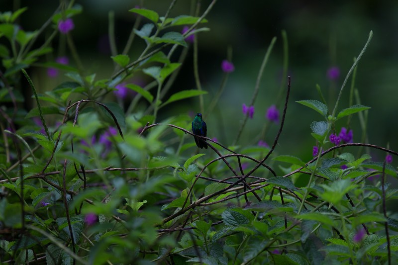 kolibřík vidloocasý (ssp. venusta/townsendi/colombica/rostrifera) - ML280469521