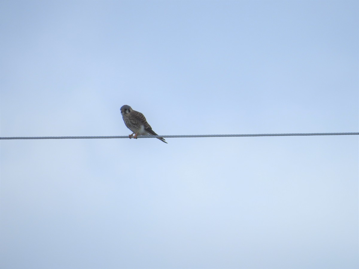 American Kestrel - ML280470081