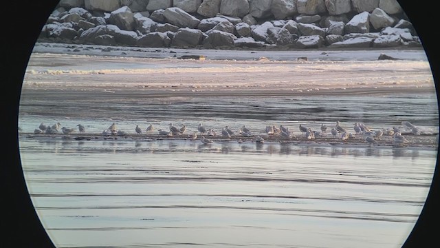 Glaucous Gull - ML280470301