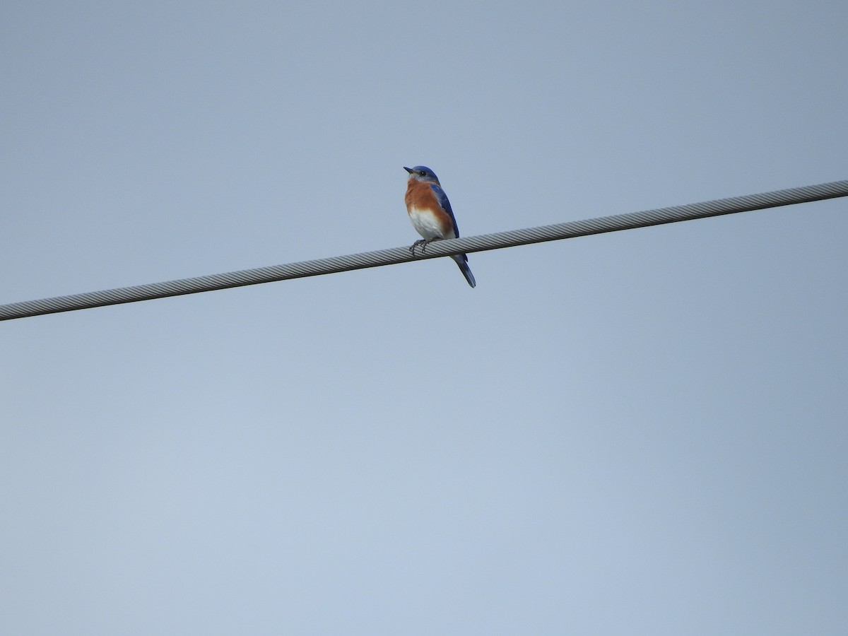 Eastern Bluebird - ML280470321