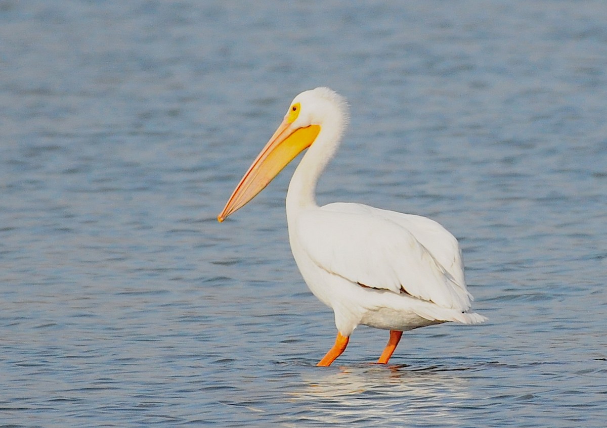 American White Pelican - ML280473001