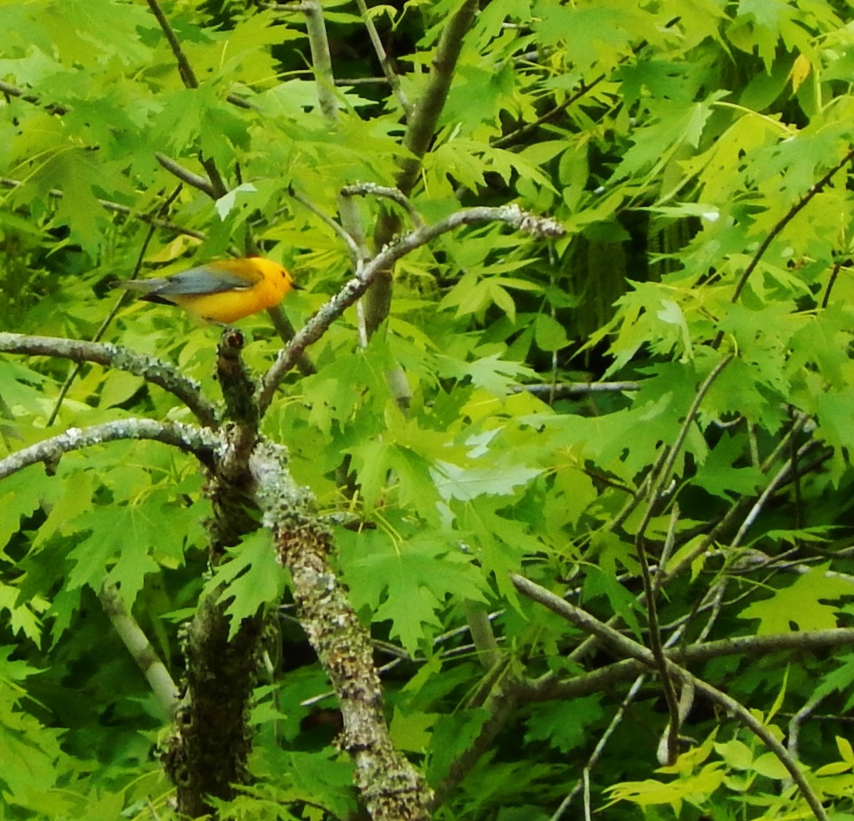 Prothonotary Warbler - ML28047361