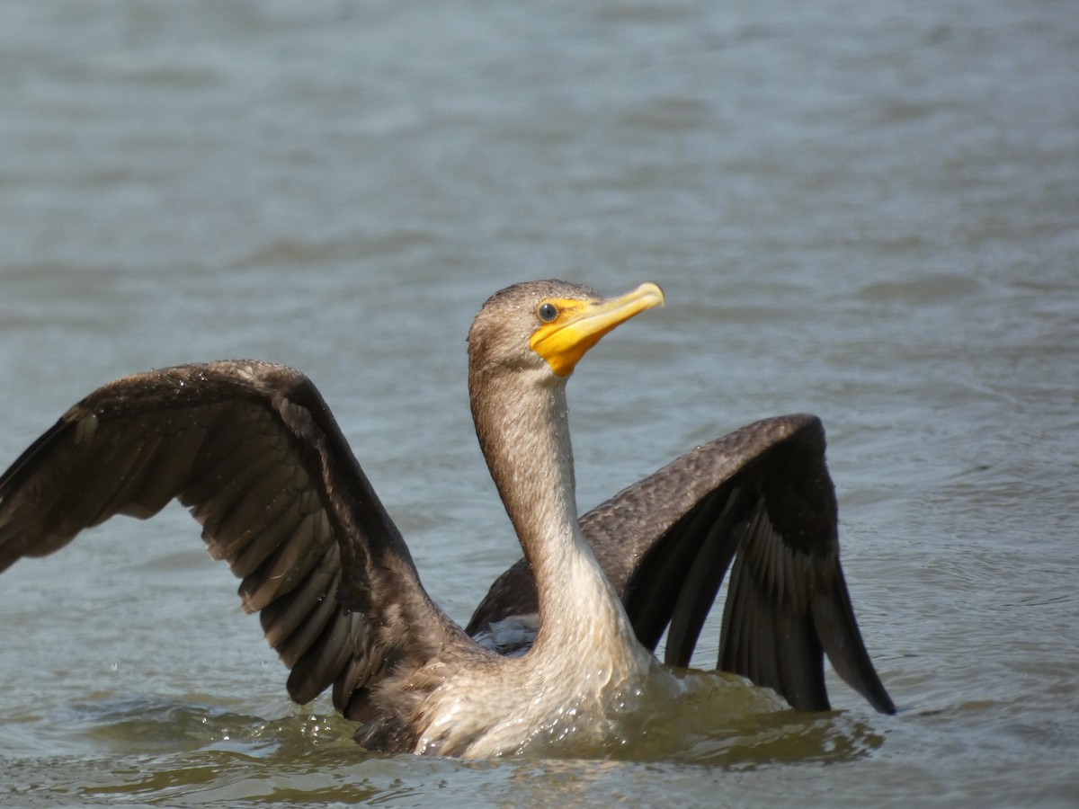 Cormoran à aigrettes - ML280474231