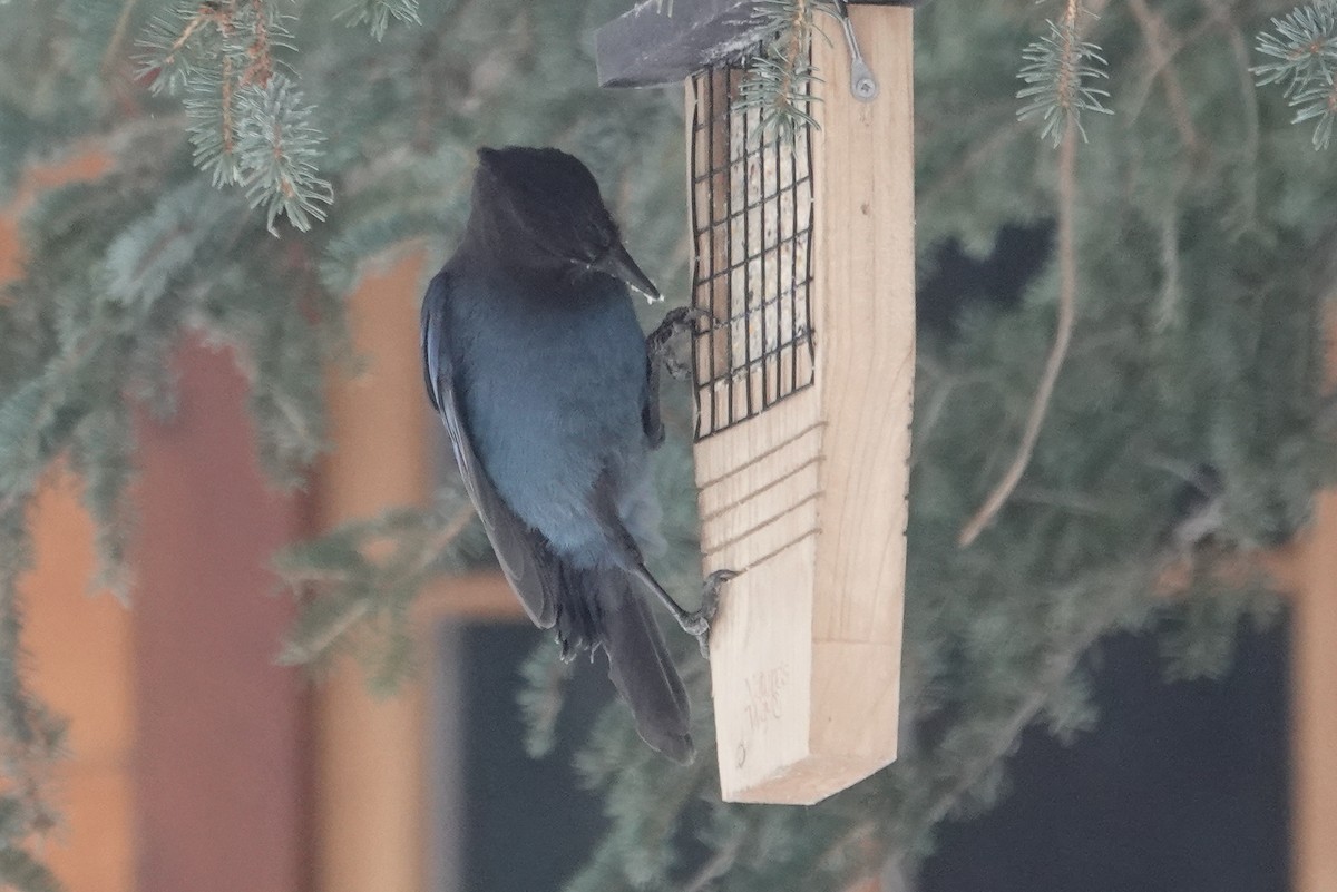 Steller's Jay - Cameron Eckert