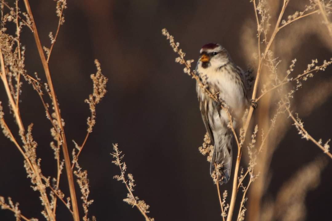 Common Redpoll - ML280476151