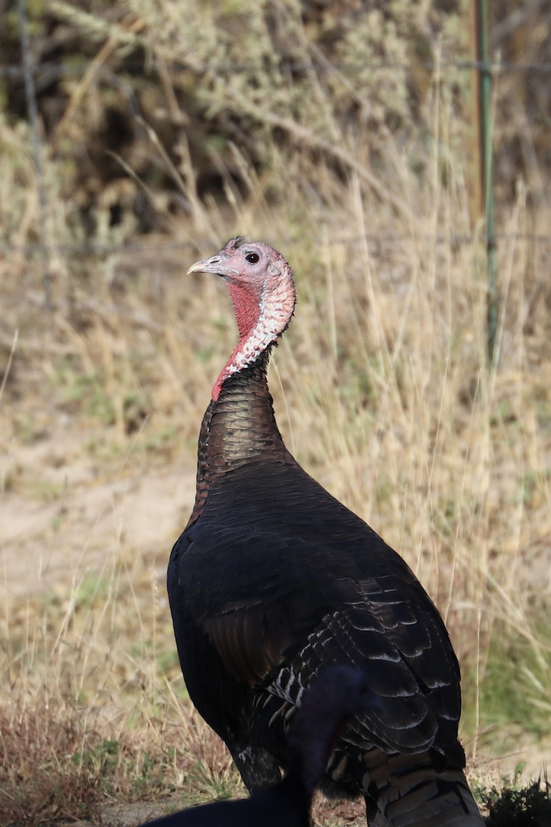 Wild Turkey - Jennifer Hoffman