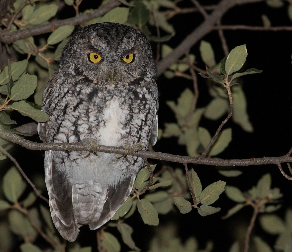 Whiskered Screech-Owl - ML280479611