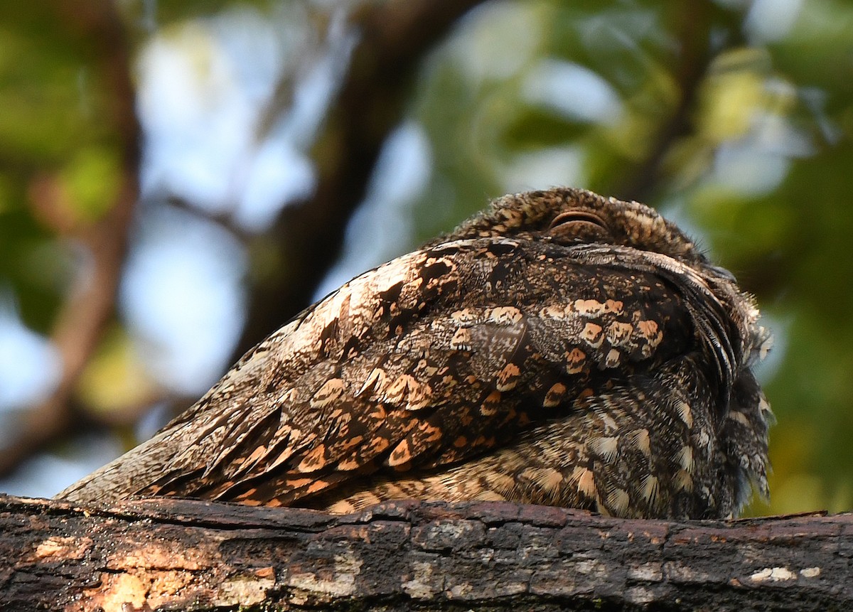 Gray Nightjar - norman wu