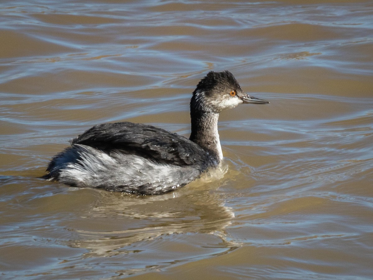 Eared Grebe - ML280480591