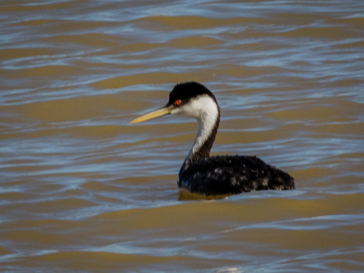 Western Grebe - Stephen Knox