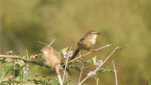 Common Babbler - ML280481161