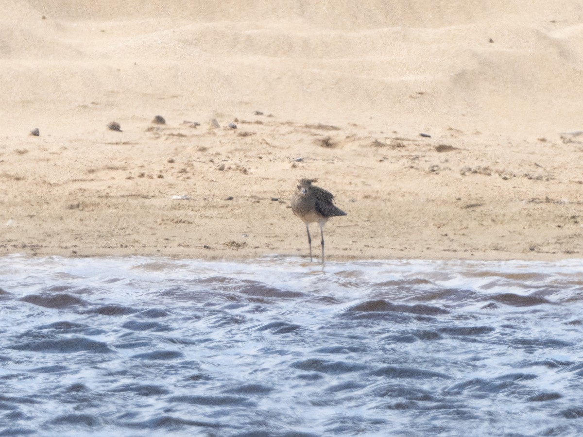 Pacific Golden-Plover - Steven Hunter