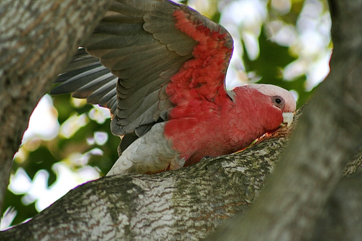 Galah - ML280486221