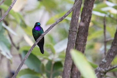 Purple-throated Sunangel (Brilliant) - ML280486501