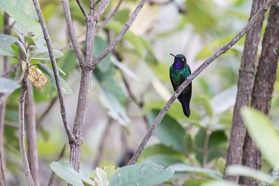 Purple-throated Sunangel (Brilliant) - ML280486511