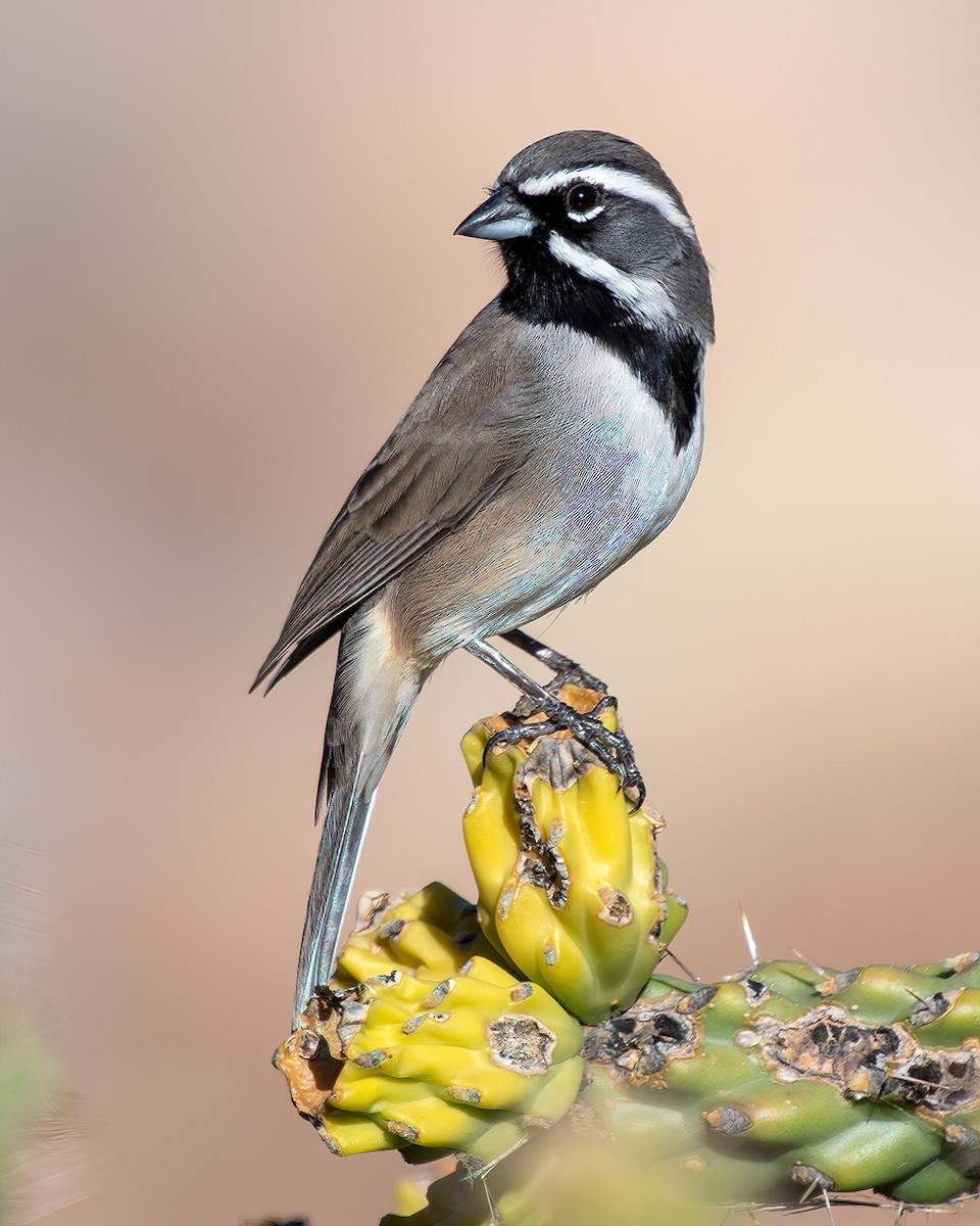 Black-throated Sparrow - ML280487851
