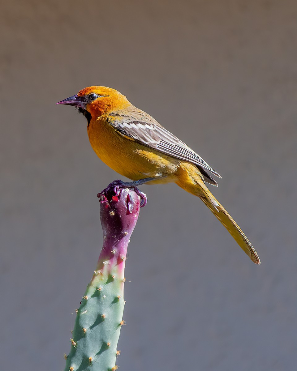Streak-backed Oriole - ML280487981