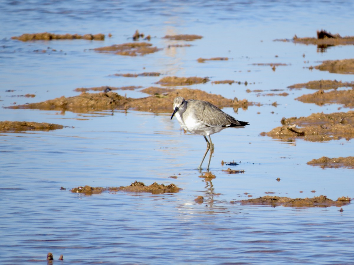 Willet (Western) - ML280488751