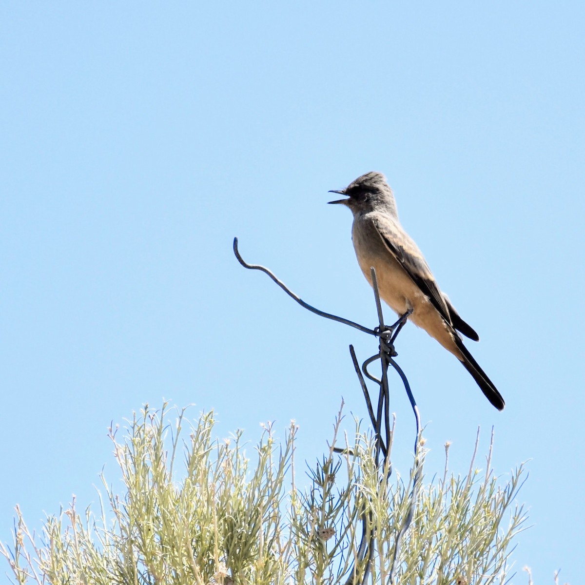 Ash-throated Flycatcher - ML280491451