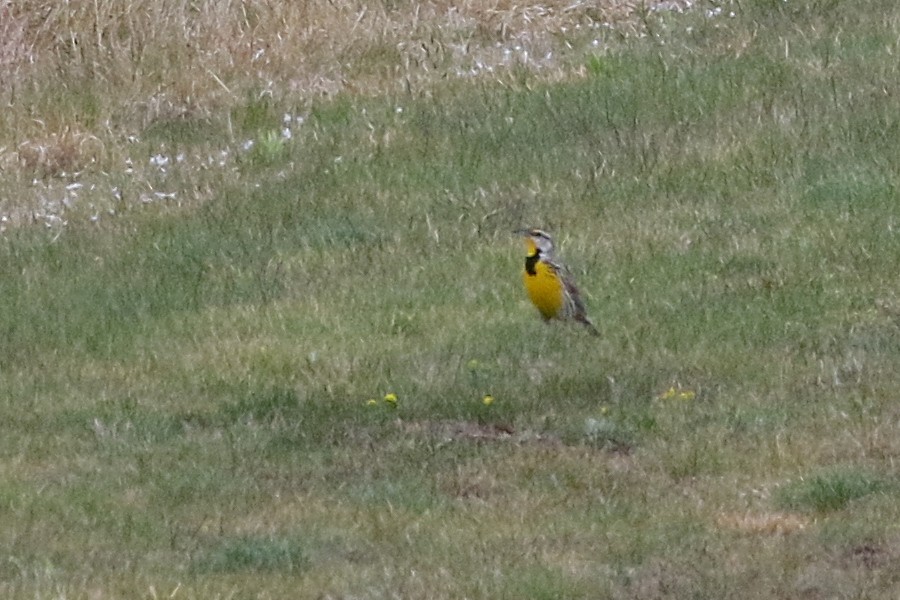 Eastern Meadowlark - ML28049171