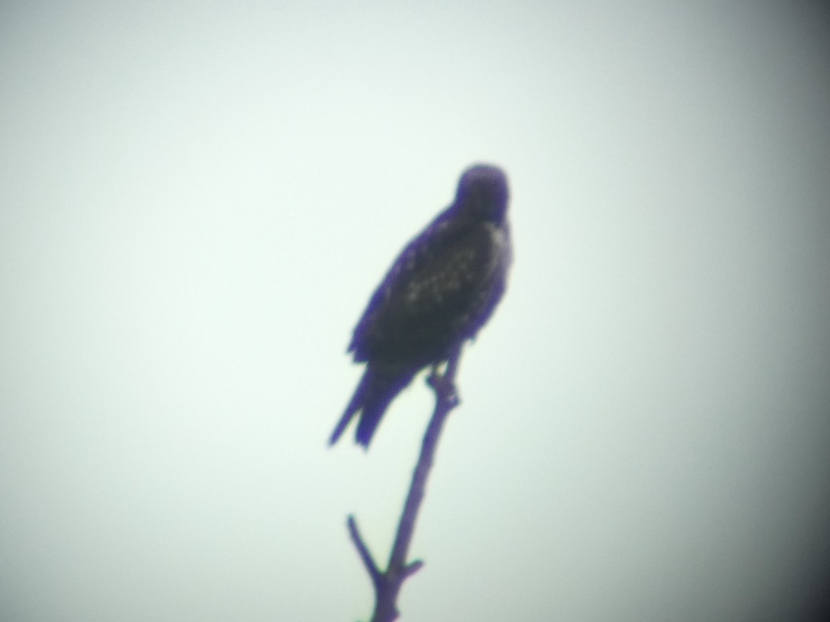 Rough-legged Hawk - ML280492701