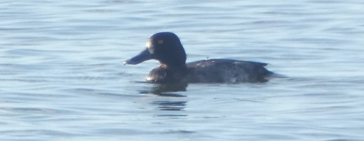 Greater Scaup - ML280492761