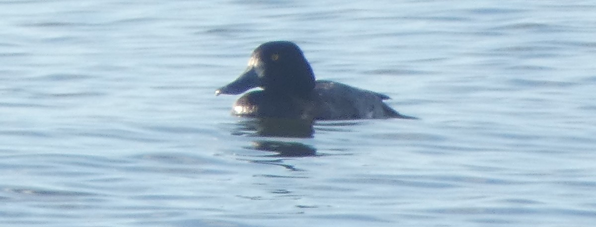 Greater Scaup - ML280492781