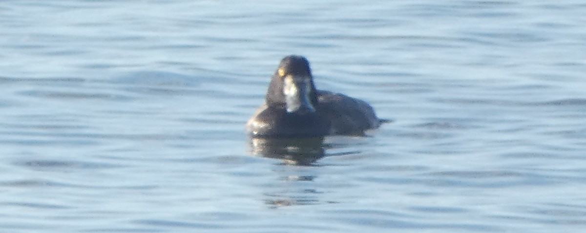 Greater Scaup - ML280492791