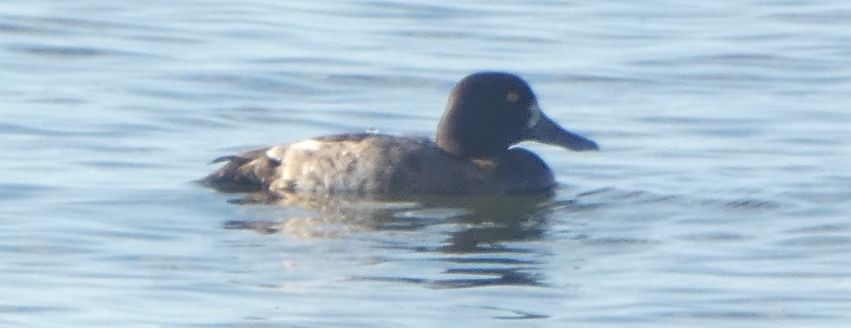 Greater Scaup - ML280492811