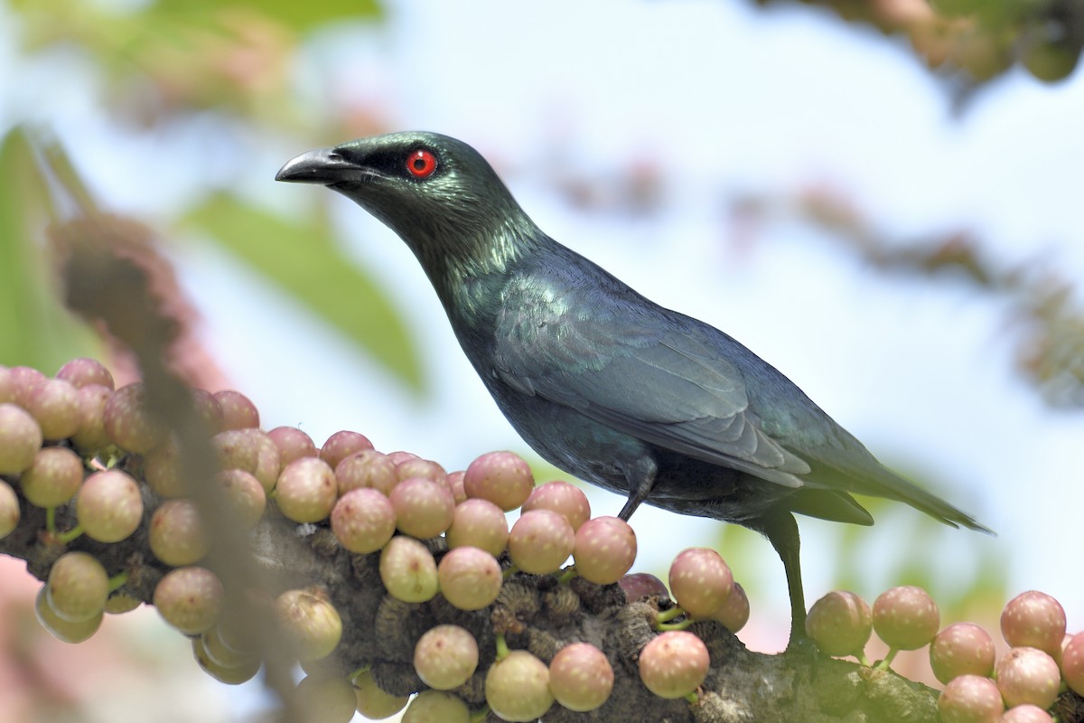 Asian Glossy Starling - Shih-Hao Wang