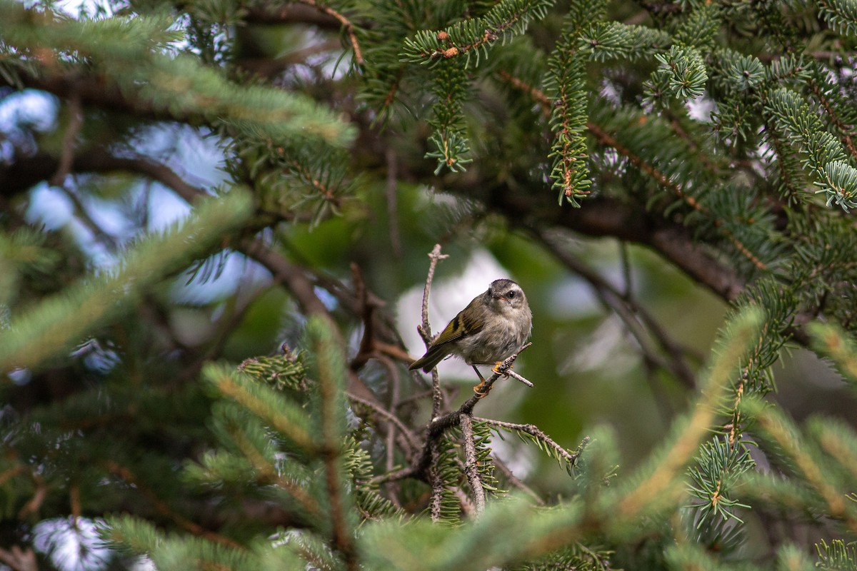 Golden-crowned Kinglet - Justin Saunders