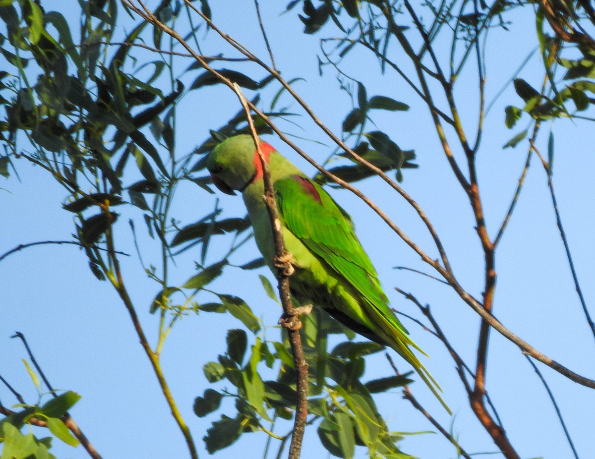 Alexandrine Parakeet - ML280497711