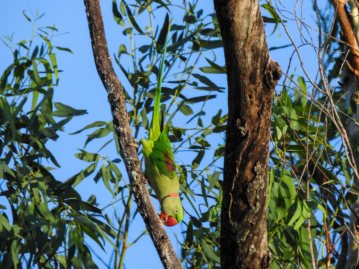 Alexandrine Parakeet - ML280497991