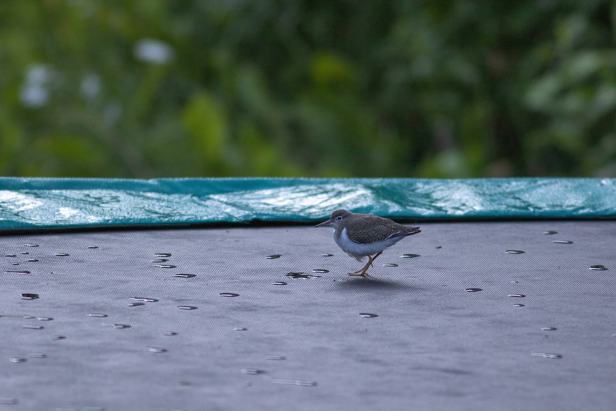 Spotted Sandpiper - Justin Saunders