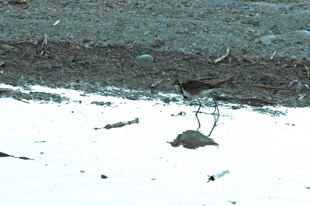 Jacana à longue queue - ML280498551