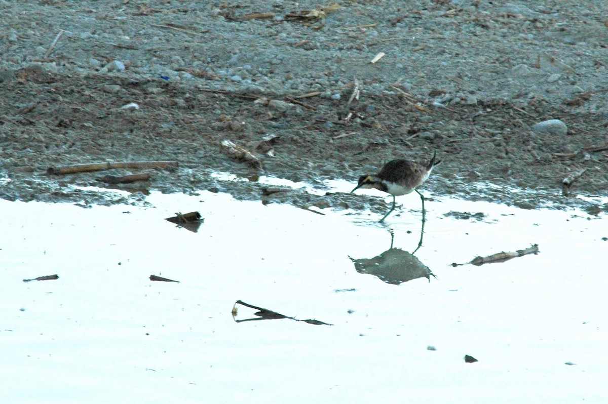 Jacana à longue queue - ML280498561