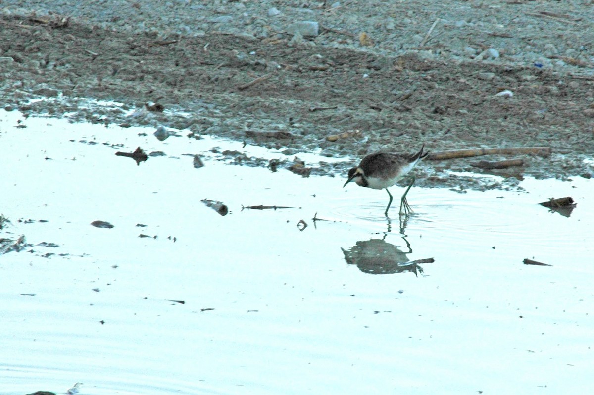 Pheasant-tailed Jacana - ML280498681