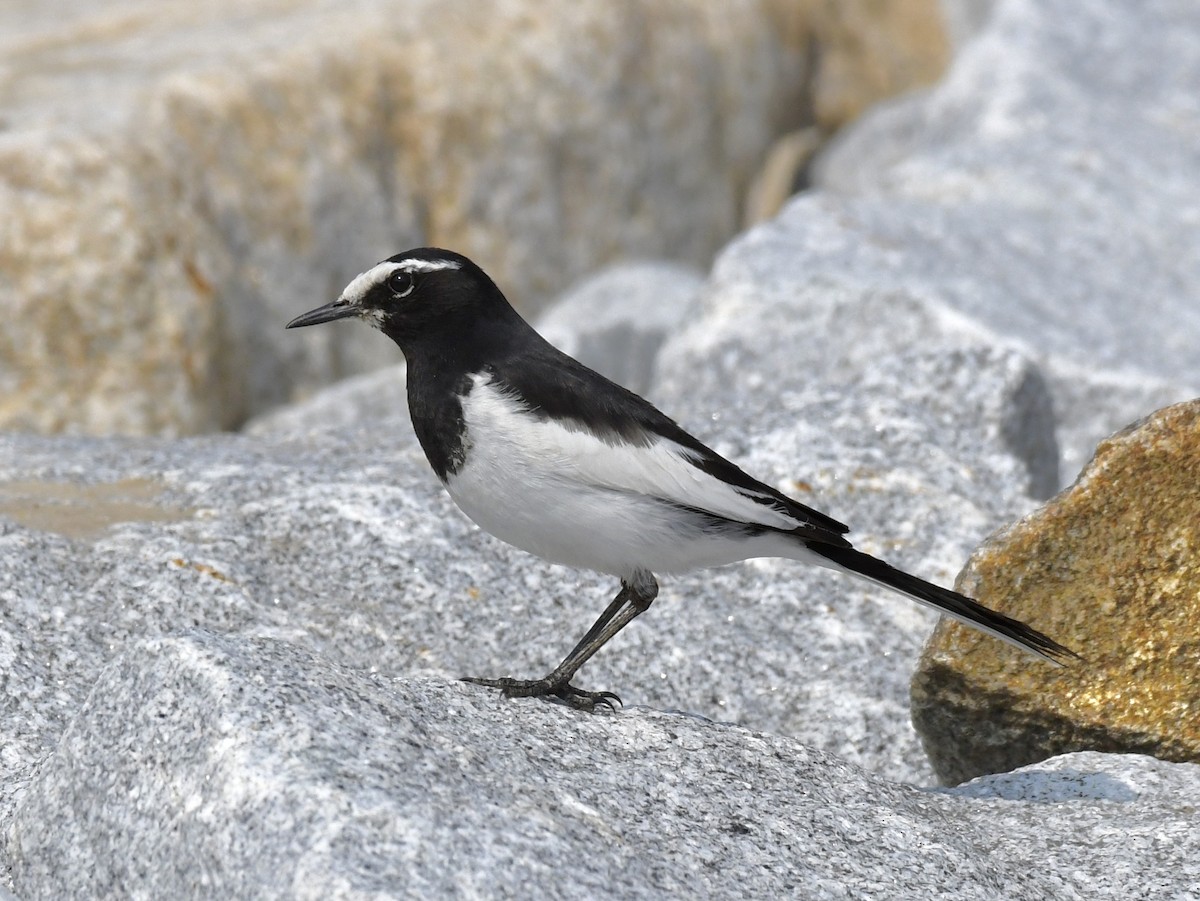 Japanese Wagtail - Jugdernamjil Nergui