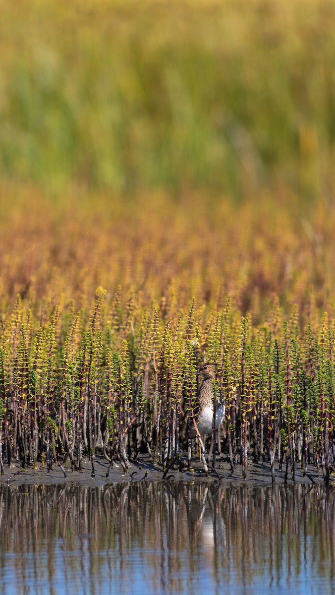 Pectoral Sandpiper - ML280499191