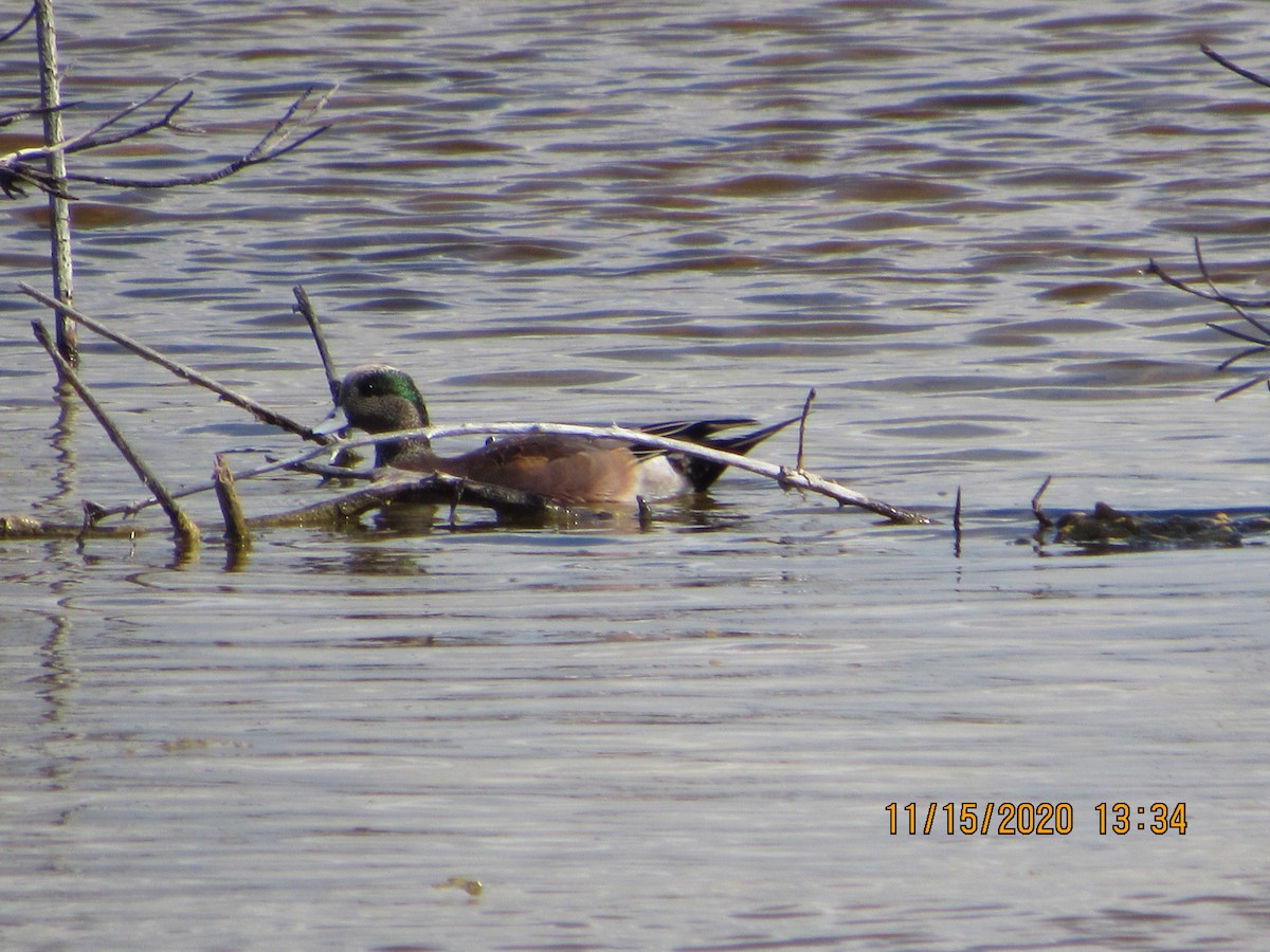 American Wigeon - Vivian F. Moultrie