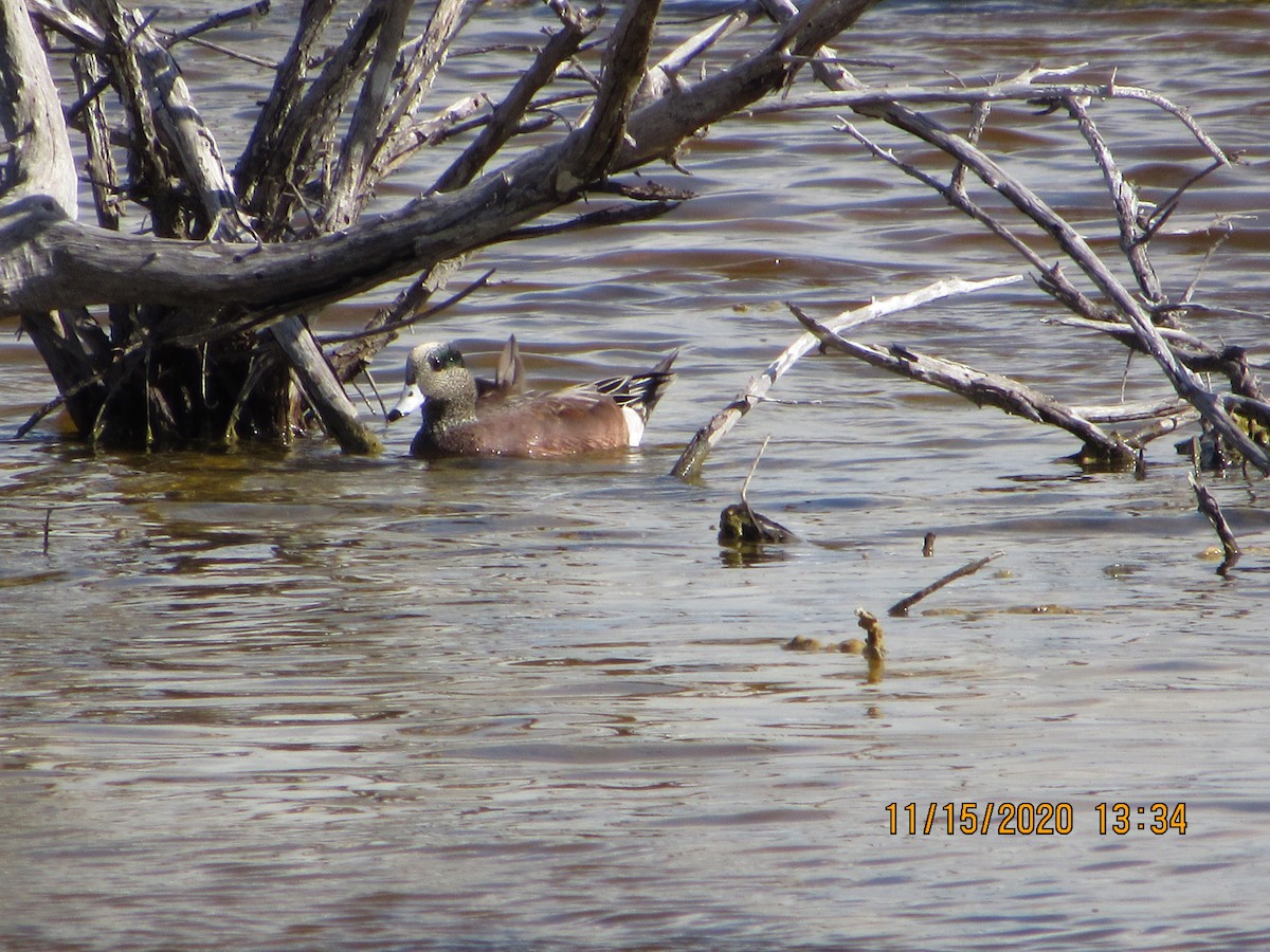 American Wigeon - Vivian F. Moultrie