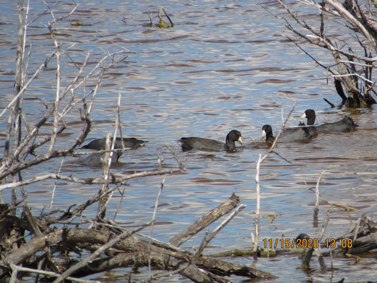 American Coot - ML280500191