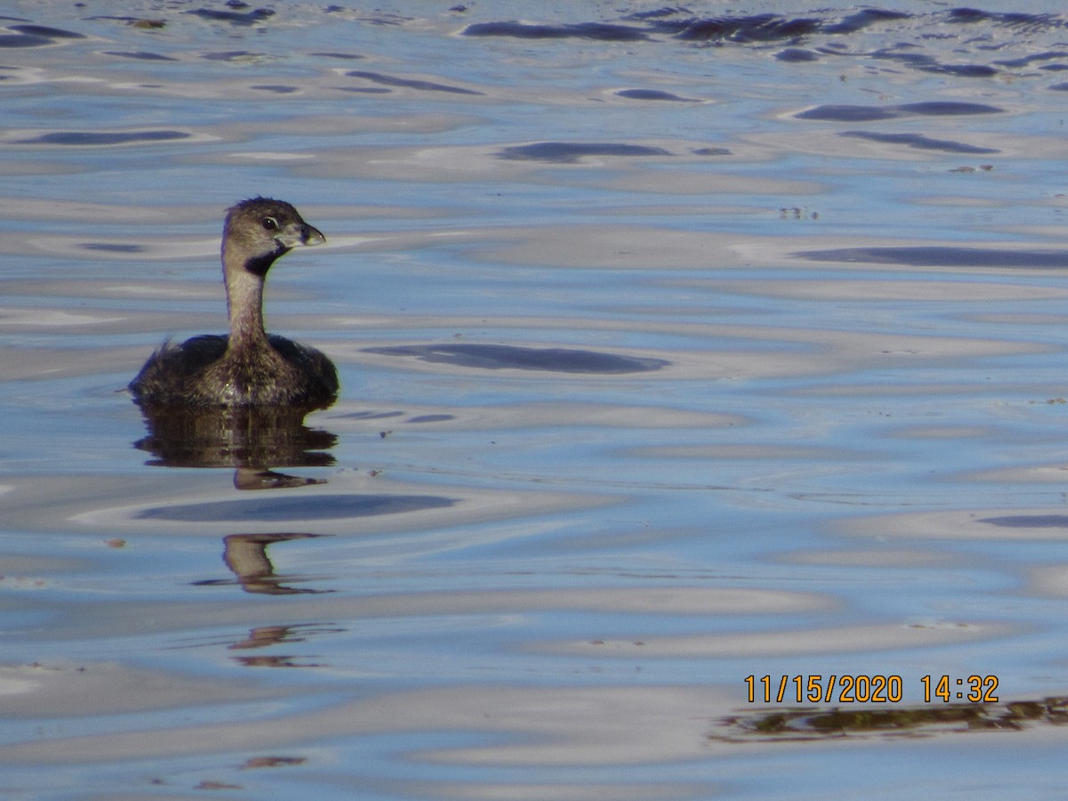 Pied-billed Grebe - ML280500291