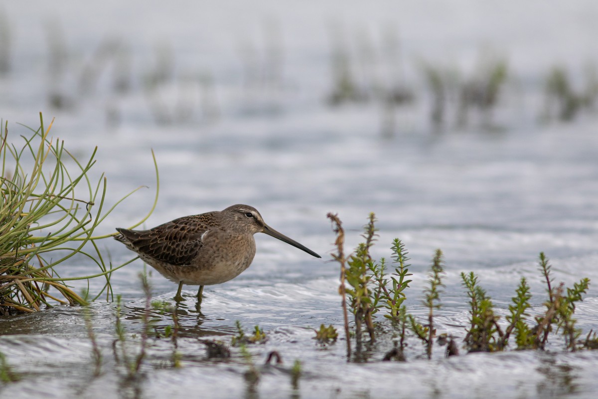 Long-billed Dowitcher - ML280501811