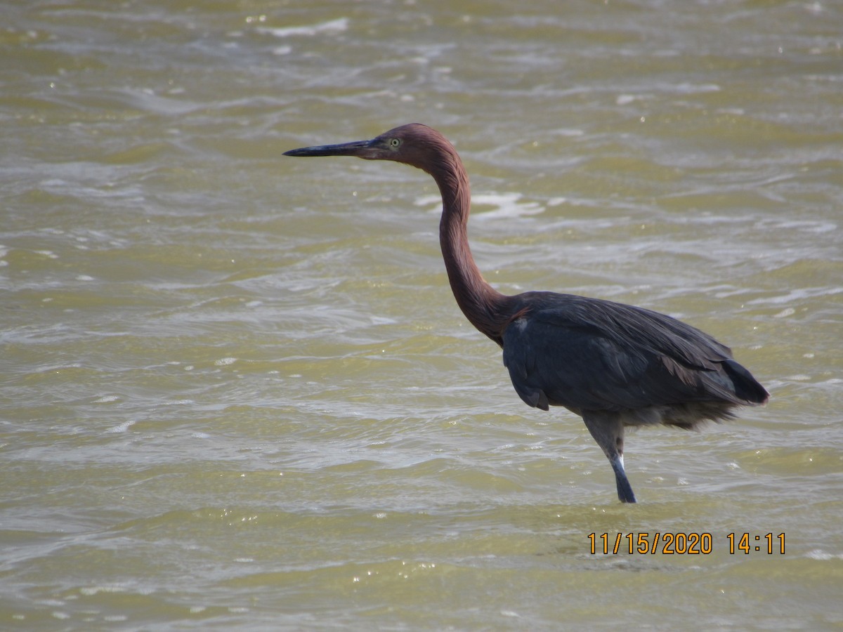 Reddish Egret - ML280502281