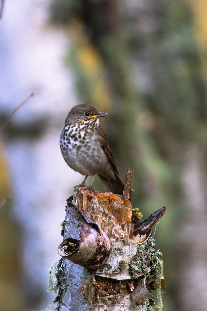 Hermit Thrush - ML280502641