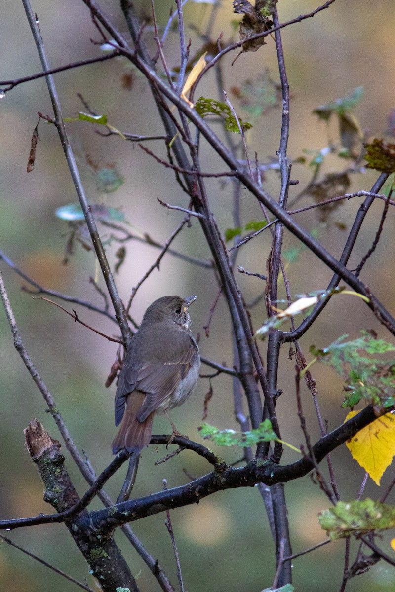 Hermit Thrush - ML280502661