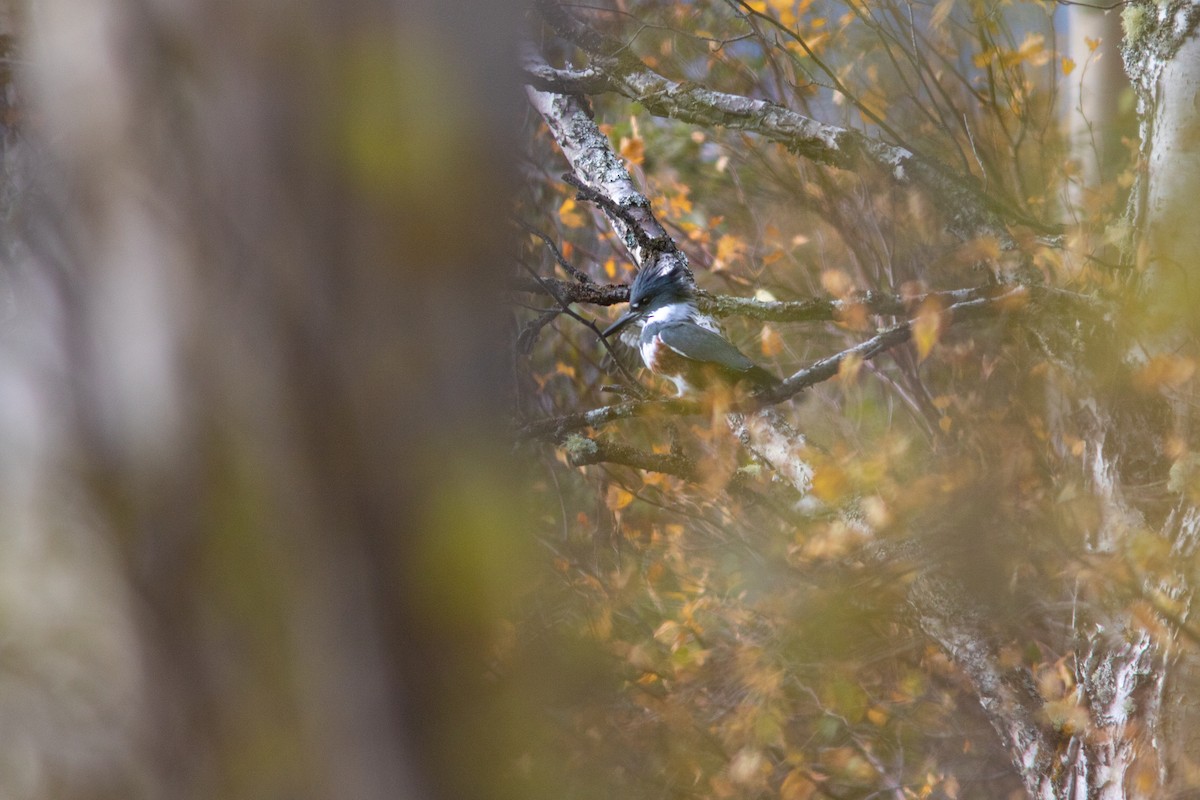 Belted Kingfisher - ML280502671